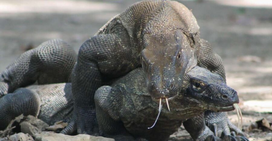 5 Best 3 Day Tours In East Nusa Tenggara