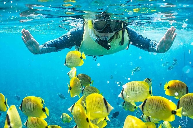 Kona Shore Excursion: Wild Dolphin Reefs Snorkel and Sea Caves - Whats Included in the Tour