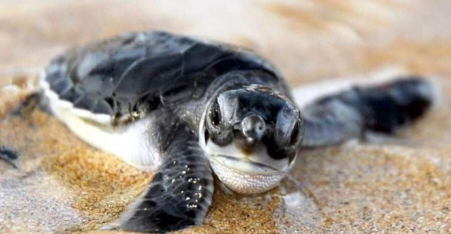 Kosgoda: Turtle Hatchery & Short South Coast Trip - Overview and Pricing