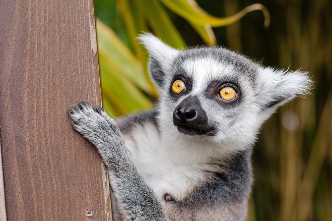 Krakow: Zoo With Hotel Transfer
