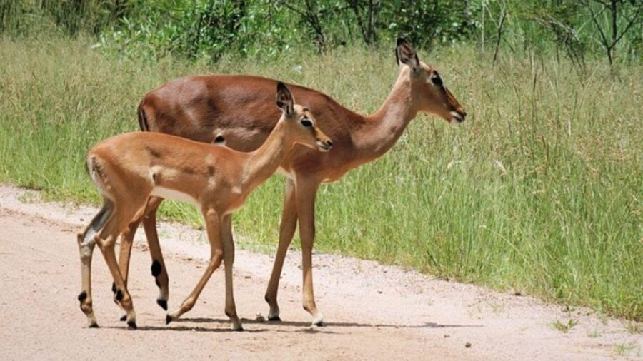Kruger National Park 2 Jours