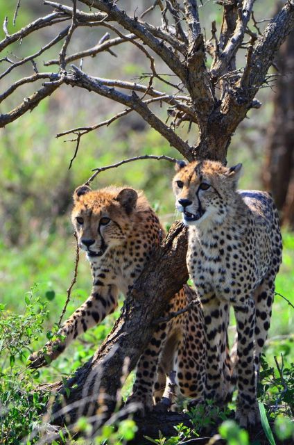 Kruger National Park 3 Days