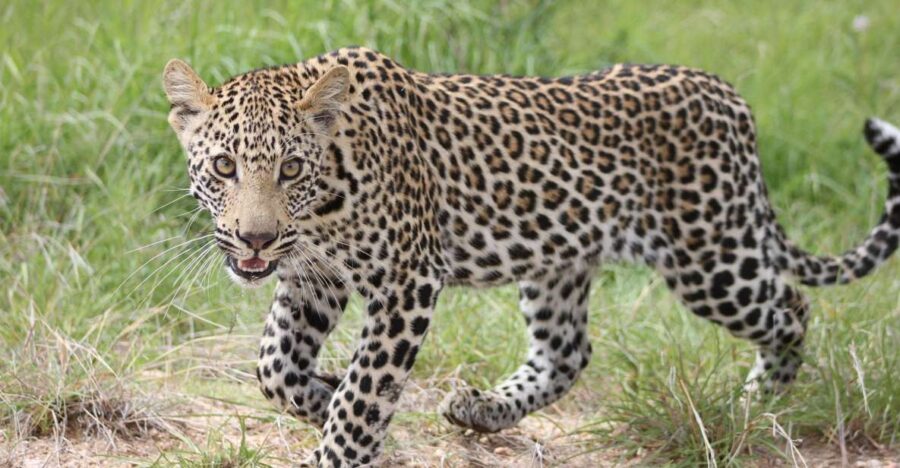 Kruger National Park – 5 Day Safari Tour
