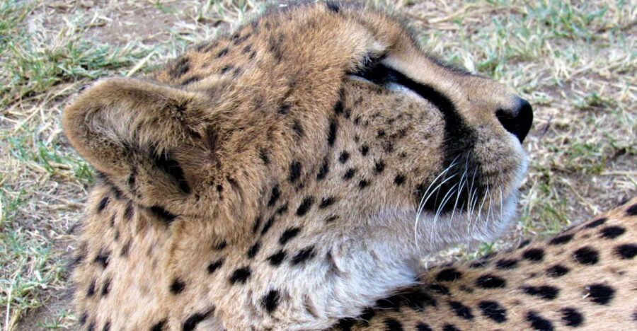 Kruger National Park Afternoon Safari