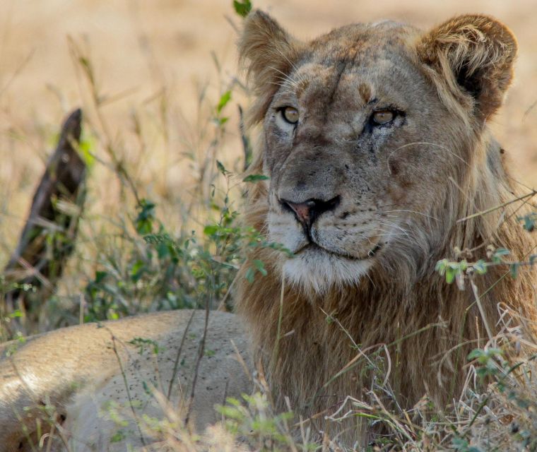 Kruger National Park Full-Day Safari