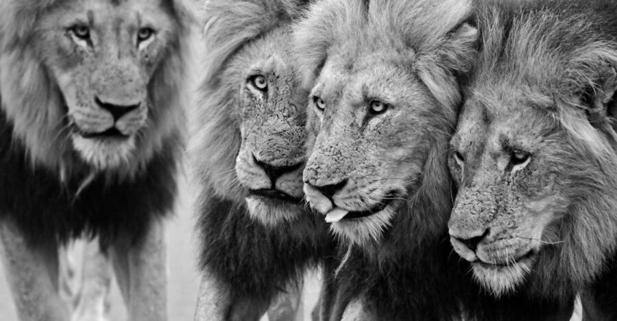 Kruger National Park: Private Morning Game Drive