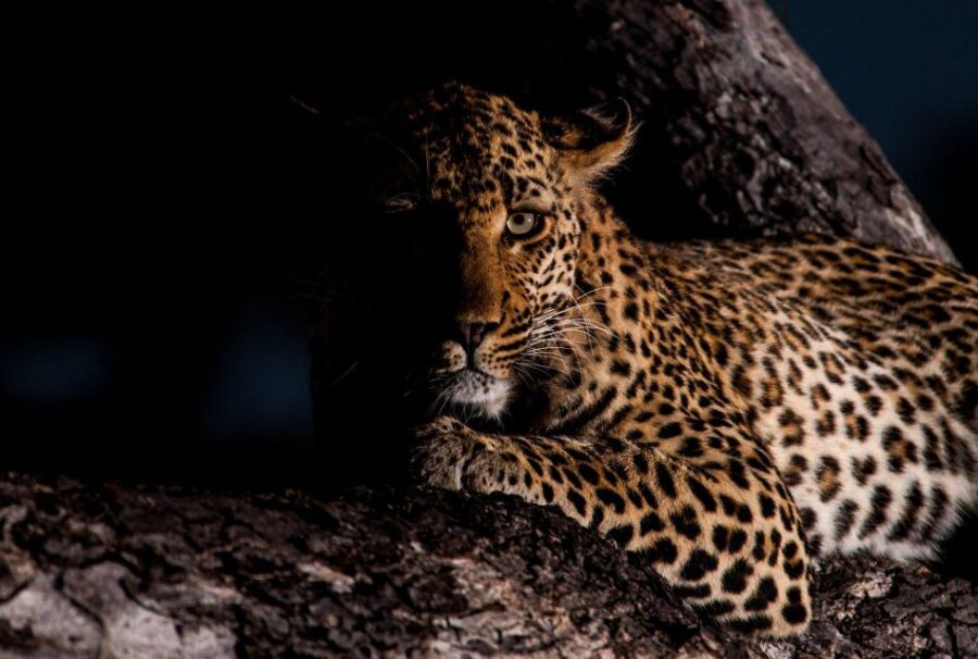 Kruger National Park: The Best 4 Day Budget Safari - Comfortable Kruger Accommodations