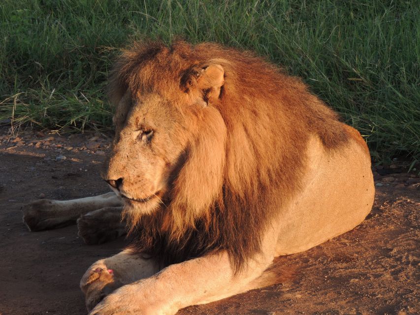 Kruger National Park: Wildlife-Watching Safari - Overview of Kruger National Park
