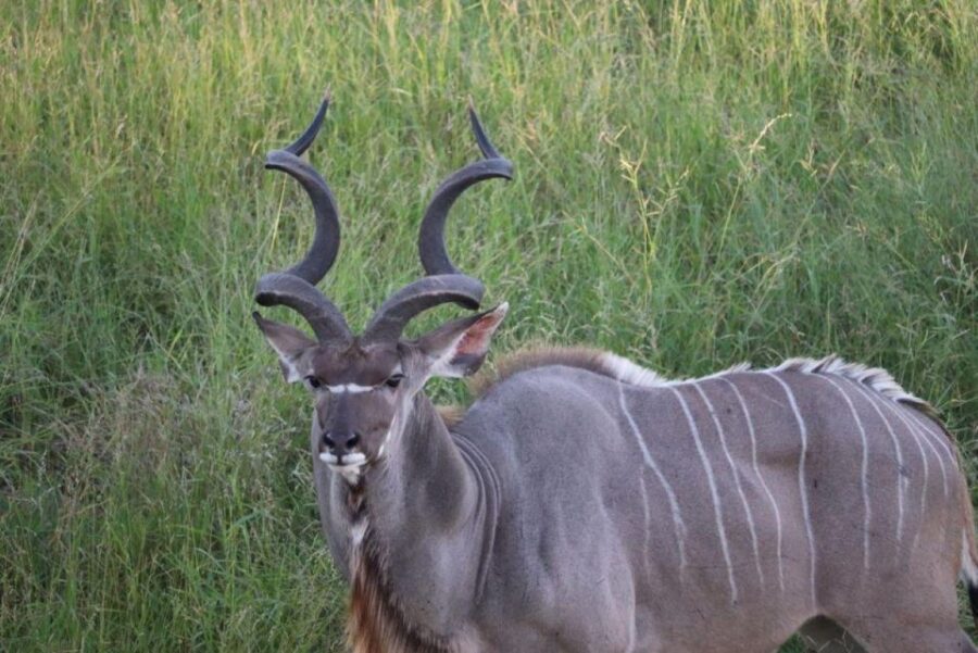 Kruger National Park,