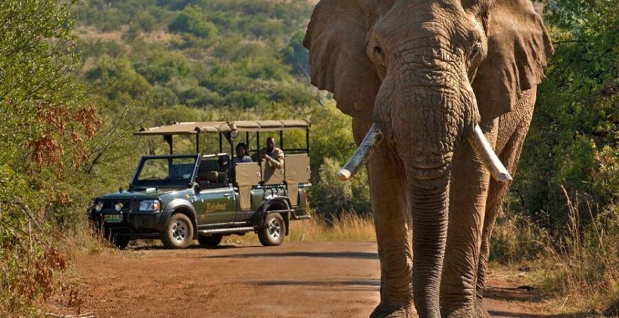 Kruger Park Shared Full Day Safari Drive From Hazyview