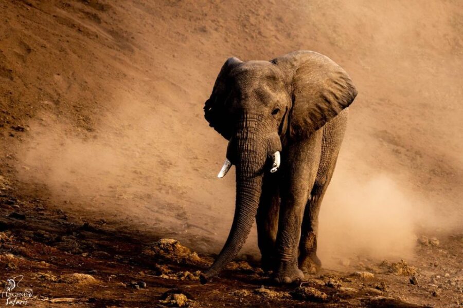 Kruger Safari Tour: Morning Half Day