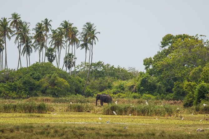 Kumana National Park Full Day Safari