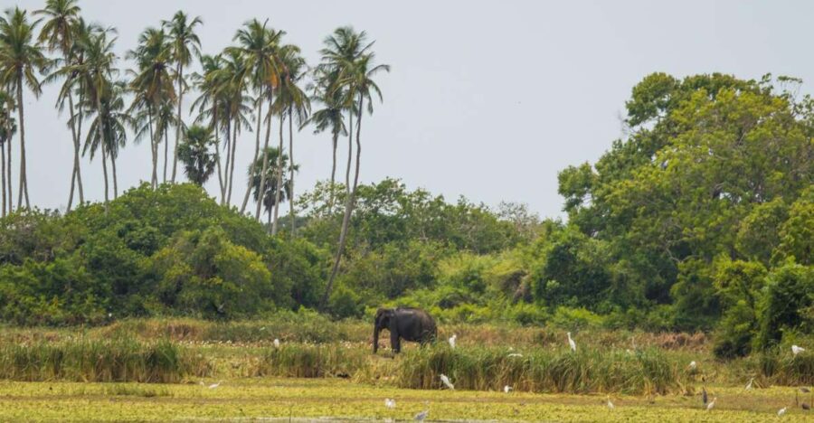 Kumana National Park Half Day Jeep Safari