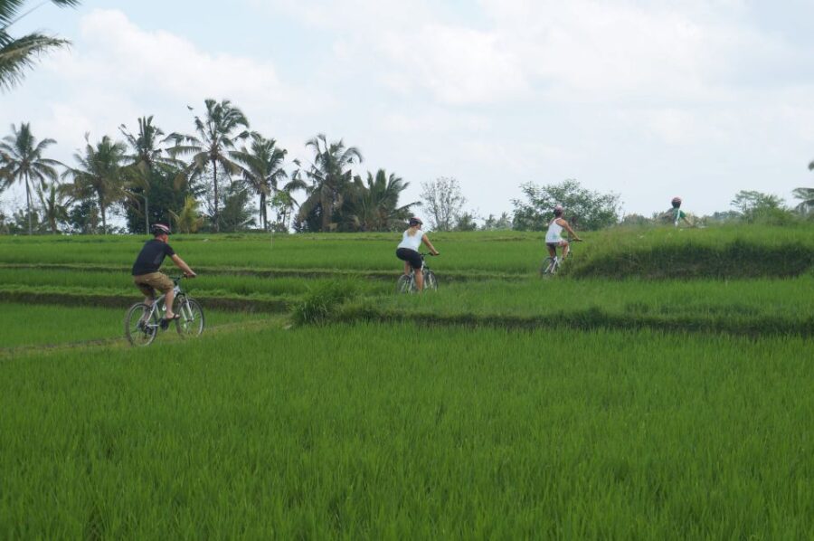 Kuta: Kintamani Culture and Nature Guided Cycling Tour - Tour Overview