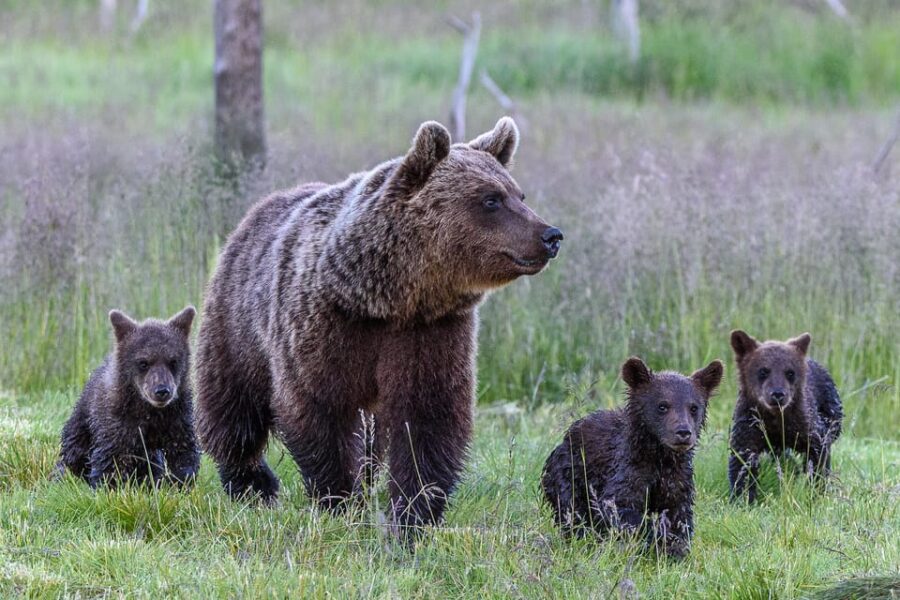Kuusamo: Bear Watching Evening