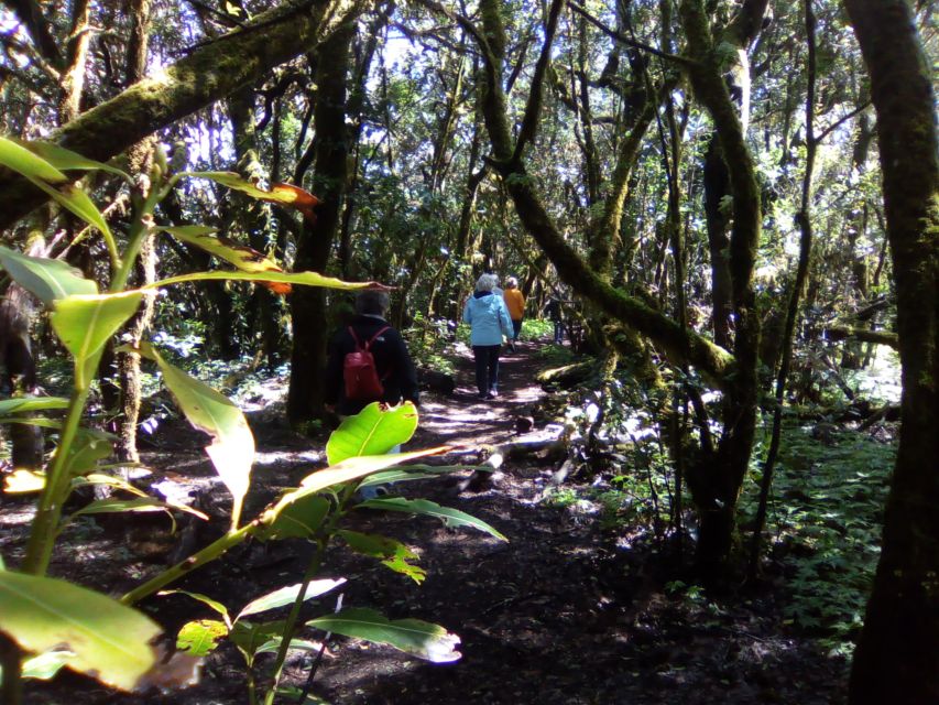 4 Best National Park Tours In La Gomera