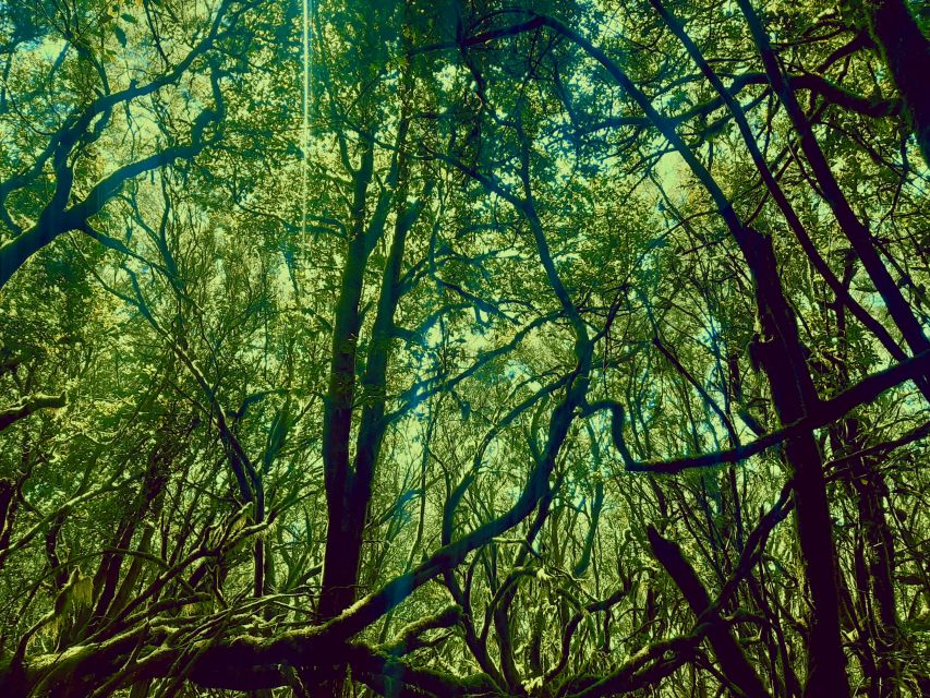 La Gomera: the Rain Forest (National Park)