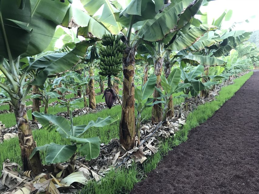La Orotava: Eco-Banana Plantation Tour With Banana Liquor