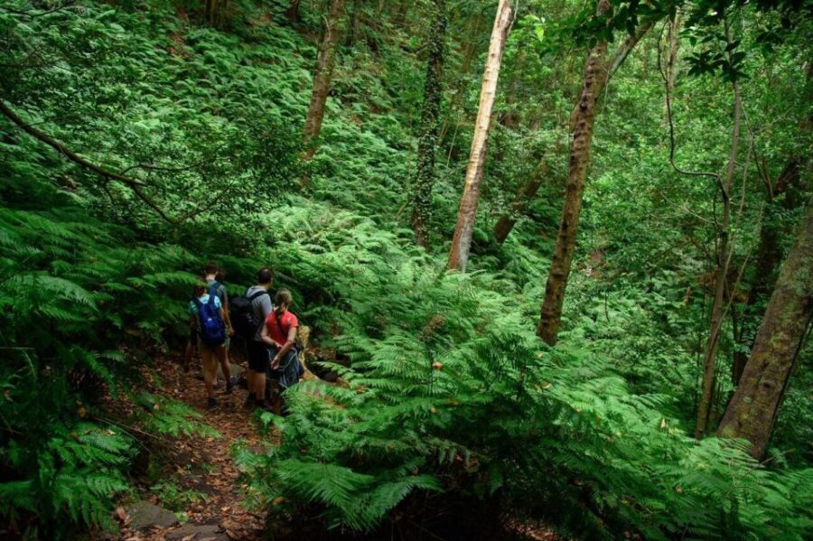 La Palma: Cubo De La Galga (Trekking Tour)