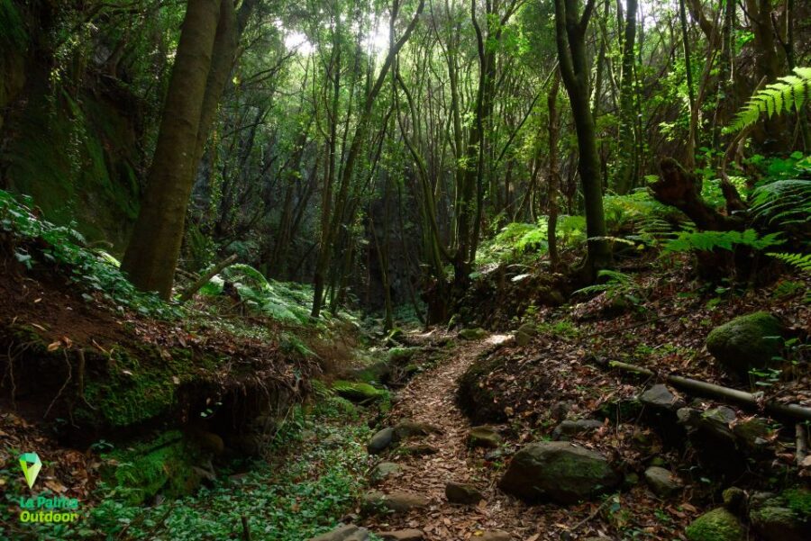 La Palma: Zarza Archaeological Park Guided Trek