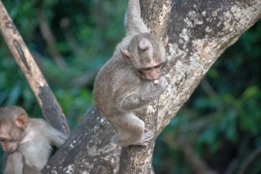Lagoon Tour to Monkey Island in Negombo