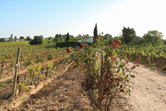 Lagos, Portimão & Alvor: Wine Tasting & Music Experience - Tour Highlights