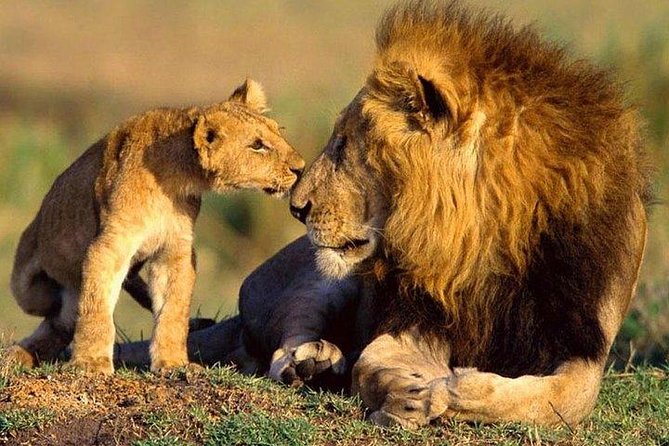 Lake Nakuru Day Trip From Nairobi - Tour Overview