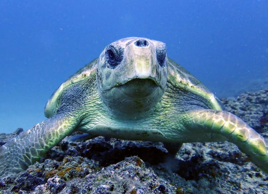 Lanzarote: 2 Guided Dives (Certified Divers Only)