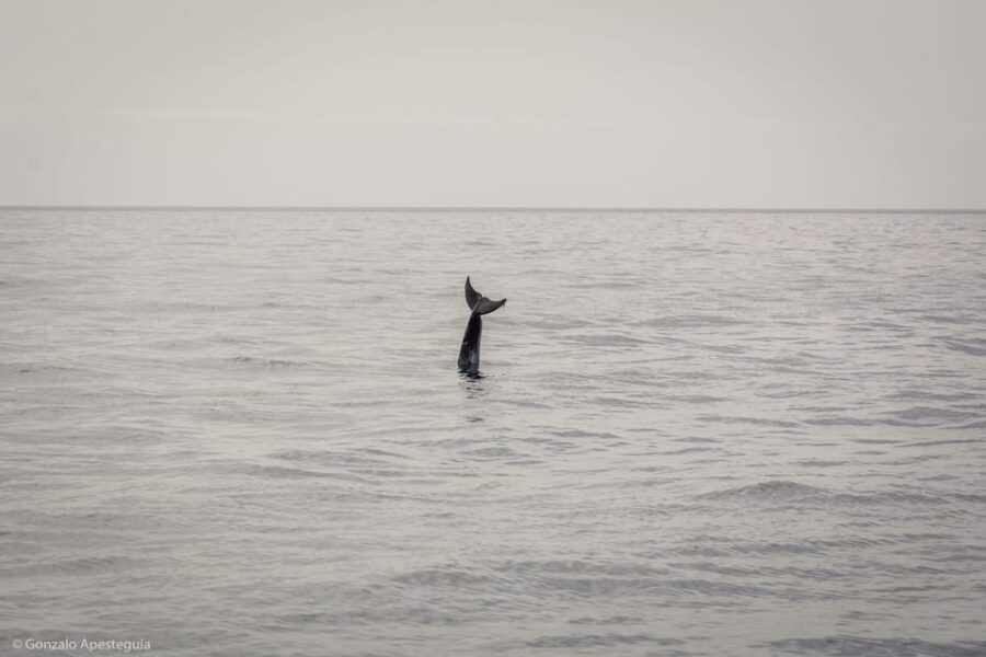 2 Best Dolphin Watching Tours In Puerto Calero