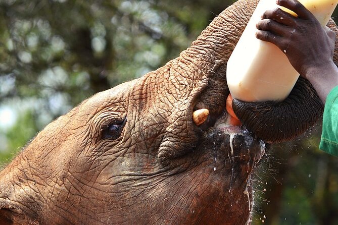Layover & Stopover in Nairobi Private Tour