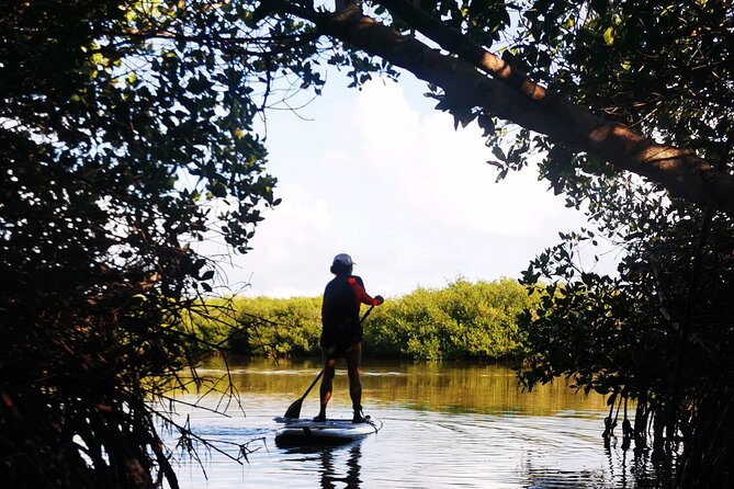 Learn Paddle Board and Explore the Mangroves of Progreso - Activity Overview