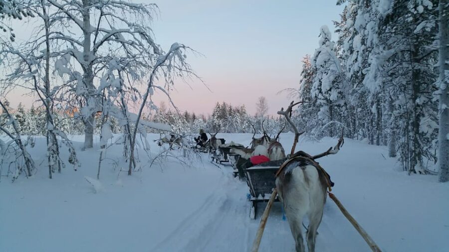 Levi: 3km Reindeer Sleigh Ride in the Forest at Night - Activity Overview