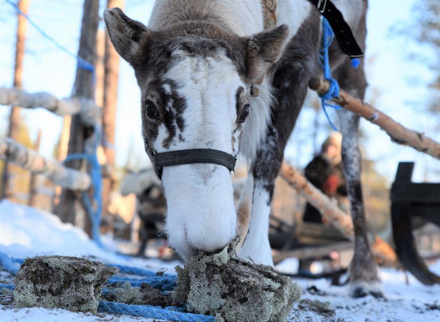 Levi: 3km Reindeer Sleigh Ride