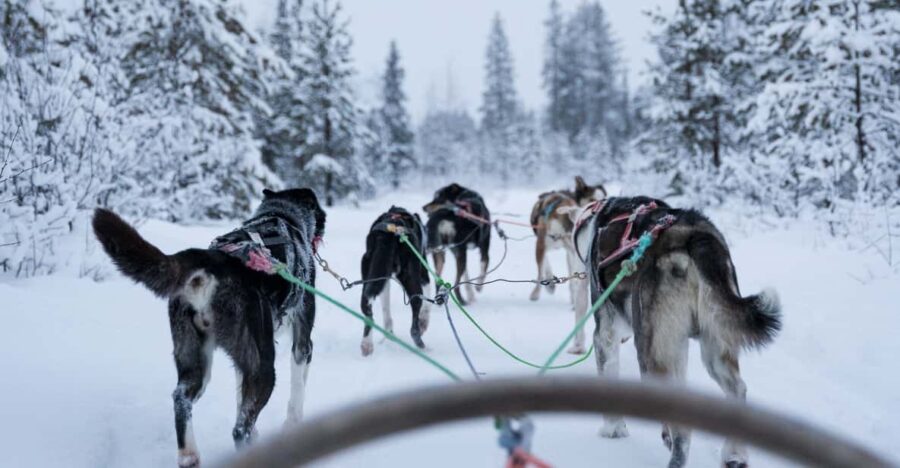 Levi: Forest Troll – Two-Day Husky Safari