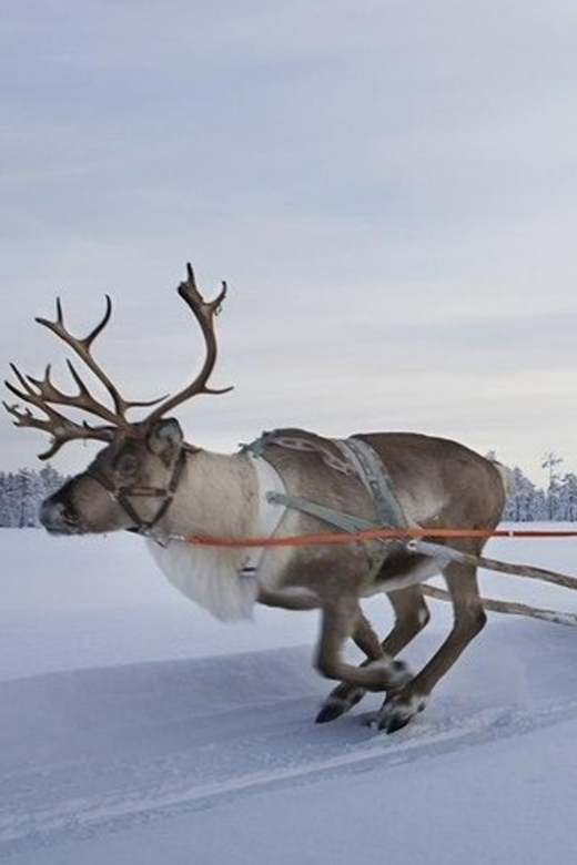 Levi: Lapland Reindeer and Husky Safari
