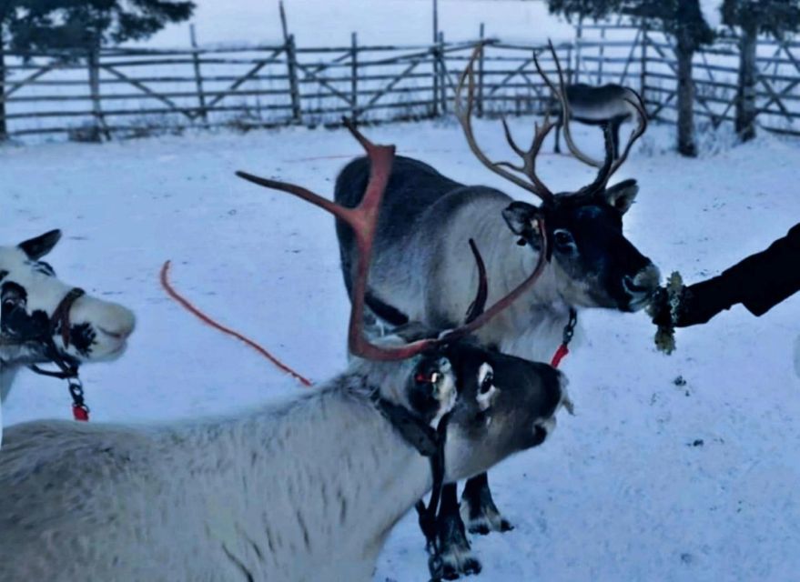 Levi: Lapland Reindeer Safari