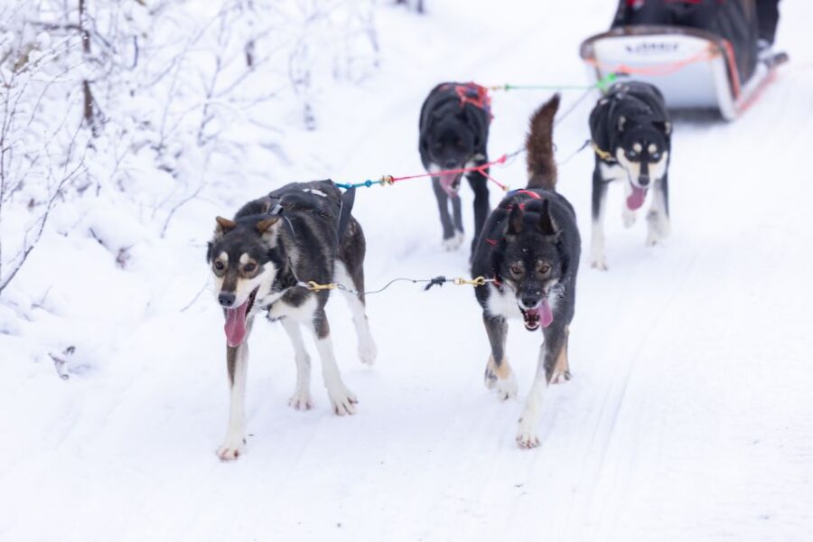 Levi Polar Lights Tours: Arctic Circle Guided Husky Tour