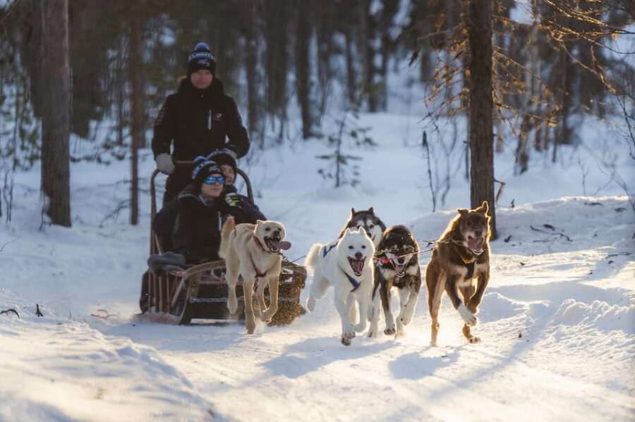 Levi Polar Lights Tours: Path of the Gnome Husky Safari 15km