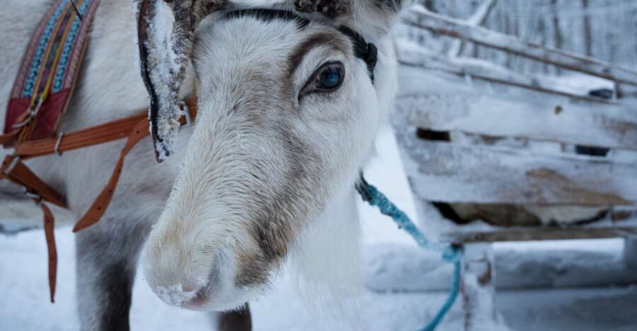 Levi Polar Lights Tours: Reindeer and Husky Safari