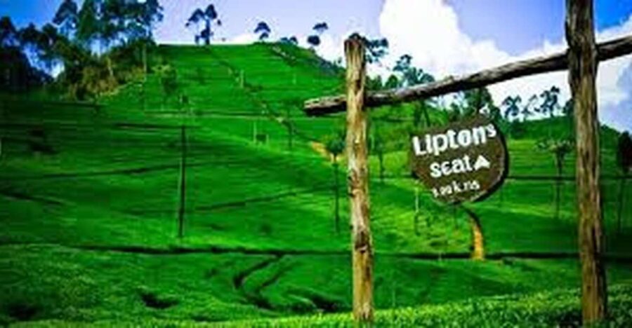 Liptons Seat and Tea Factory & Tea Plantation Day Tour