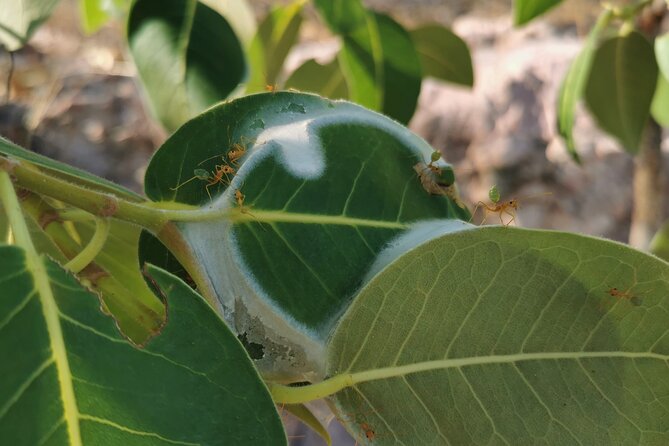 Litchfield National Park Tour & Berry Springs, Max 10 Guests,