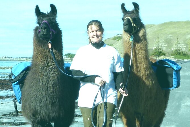 Llama Trek (Half-day) – Kaikoura Bay, Beaches & Seal Colony