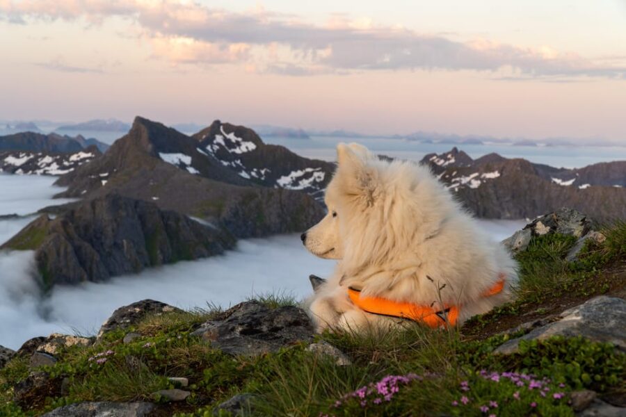 2 Best Guided Tours In Nordland County