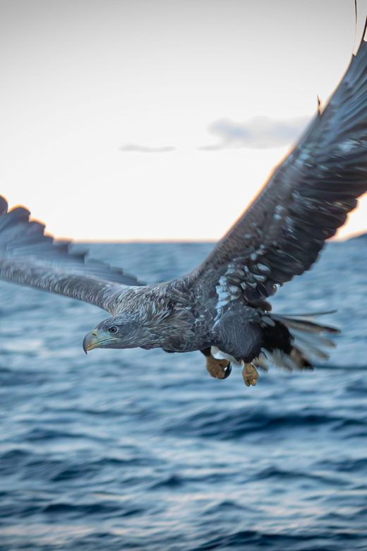 Lofoten: Trollfjord Sea Eagle Safari by RIB Boat