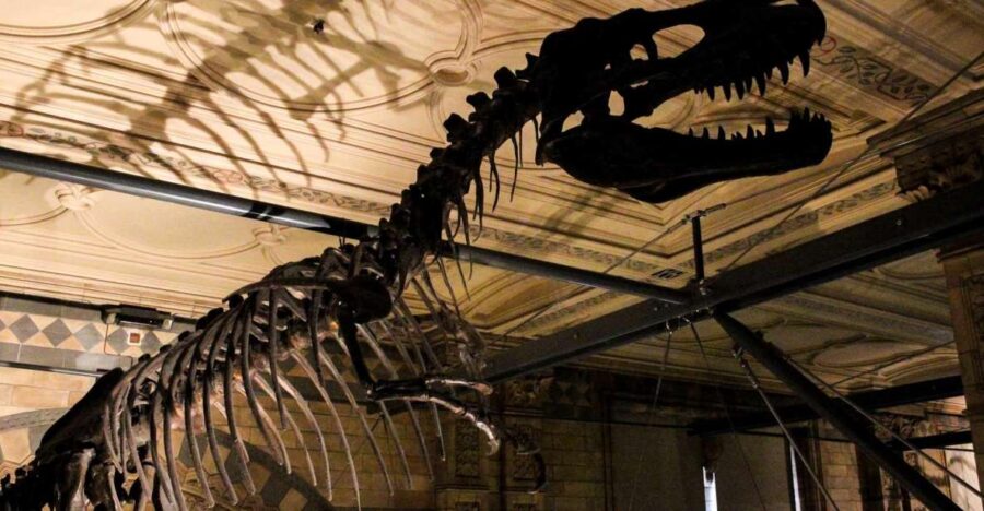 London: Natural History Museum Tour - Highlights of the Tour