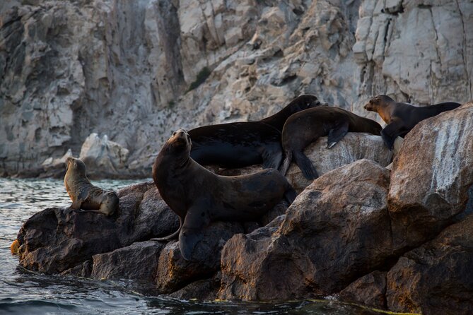 Los Cabos Whale Watching (Transportation and Pictures Included) - Overview and Experience