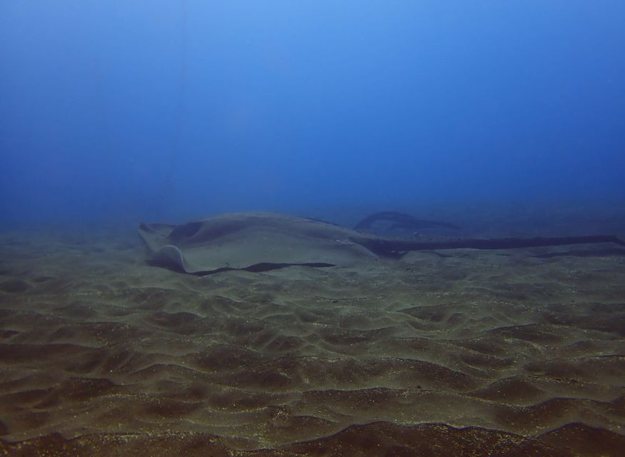 Los Cristianos: Try Dive for Beginners