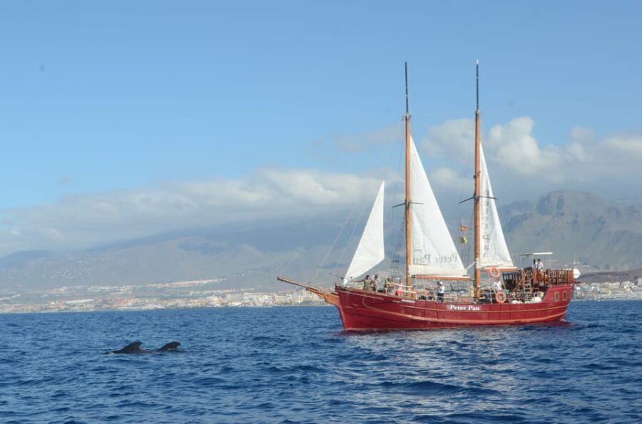 Los Cristianos: Whale-Watching Sailboat Tour 3 Hrs and Food.
