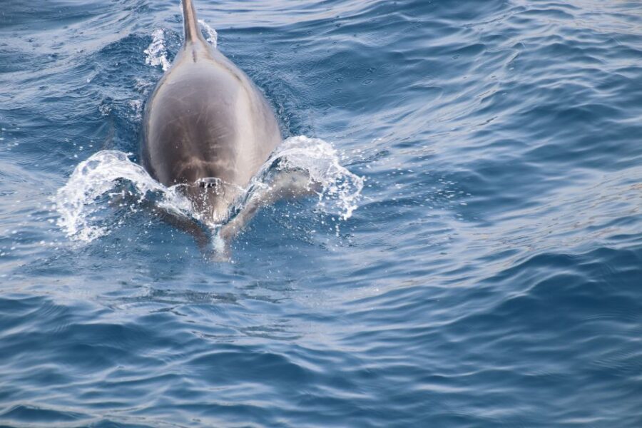 Los Cristianos: Whale-Watching Sailboat Tour and Soft Drinks