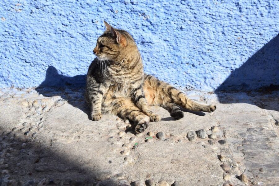 Luxury Chefchaouen : 2-Day Private Journey From Casablanca - Overview and Pricing